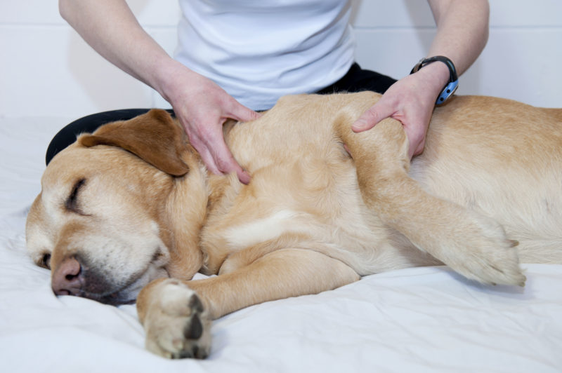 Hond fysiotherapie