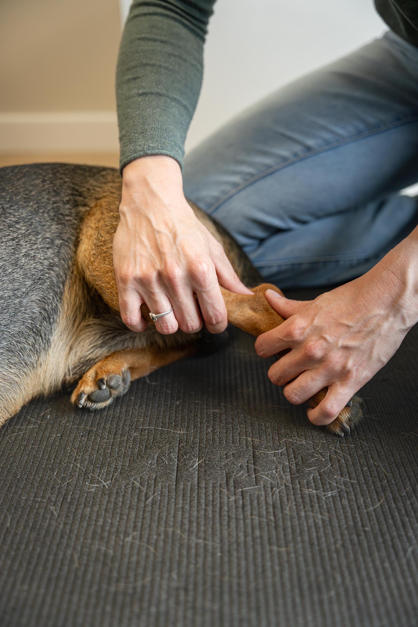 E.A. Dierfysiotherapie – DaKo Fotografie (Web) – 05 E.A. Dierfysiotherapie Dierfysiotherapie Utrecht IJsselstein Nieuwegein Hilversum Paarden Honden Dry Needling Hydrotherapie Lasertherapie Taping Dierenfysiotherapeut