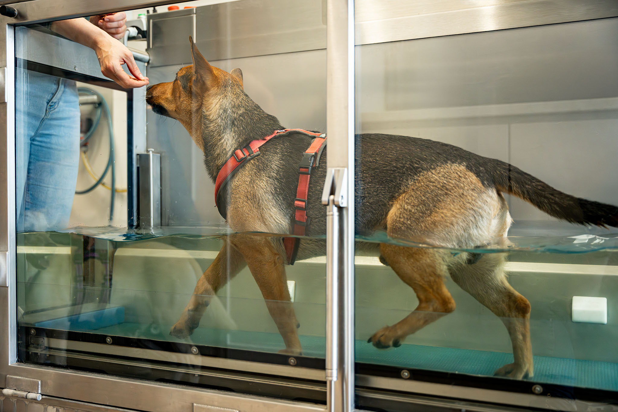 E.A. Dierfysiotherapie – DaKo Fotografie (Web) – 18 E.A. Dierfysiotherapie Dierfysiotherapie Utrecht IJsselstein Nieuwegein Hilversum Paarden Honden Dry Needling Hydrotherapie Lasertherapie Taping Dierenfysiotherapeut